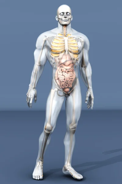 Lidské anatomie vizualizace - vnitřní orgány — Stock fotografie